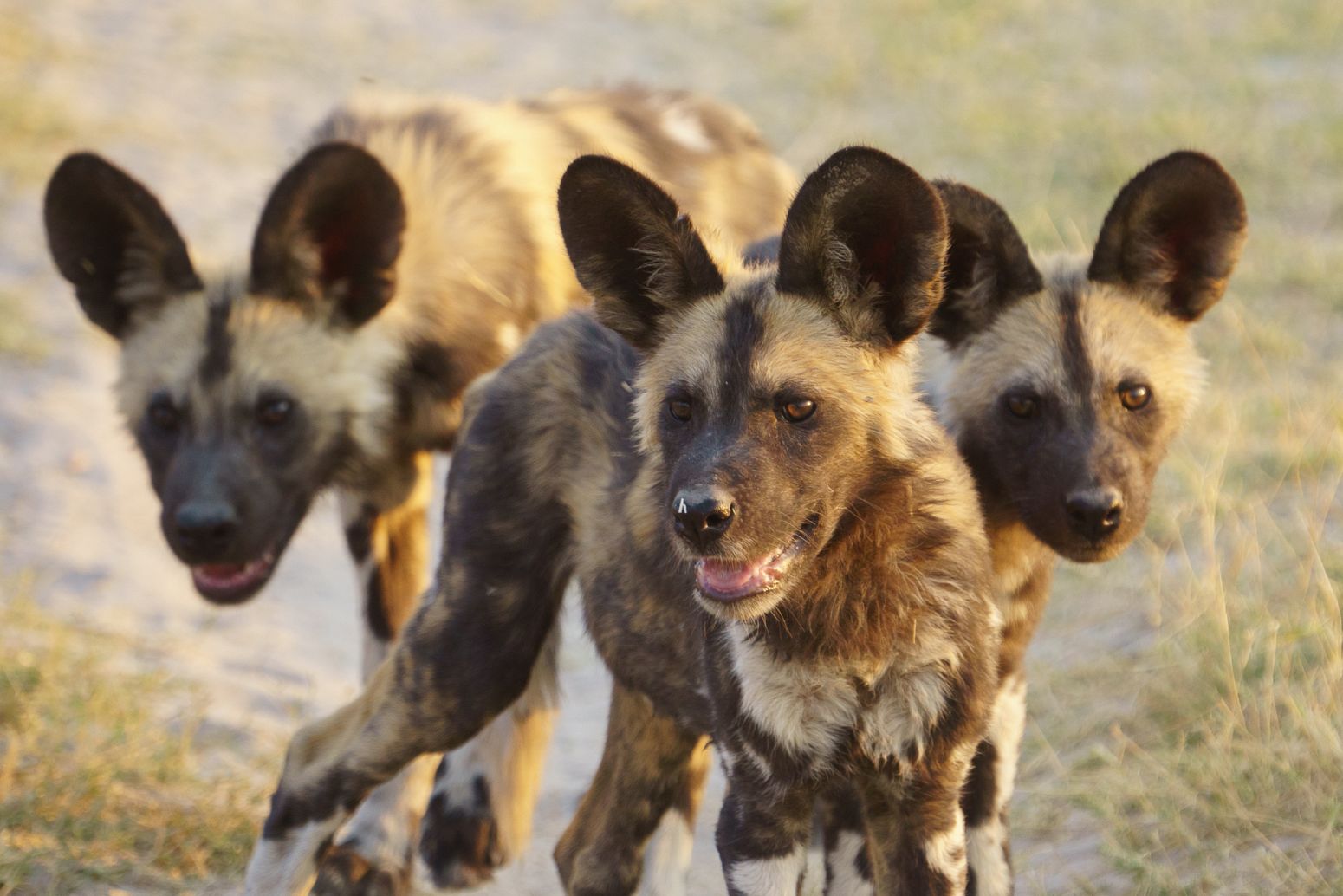 Wild dogs puppies, Moremi Game Reserve, Botswana